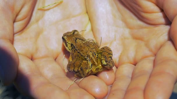 Grenouille jaunâtre assise sur les mains d'un homme à l'extérieur — Video