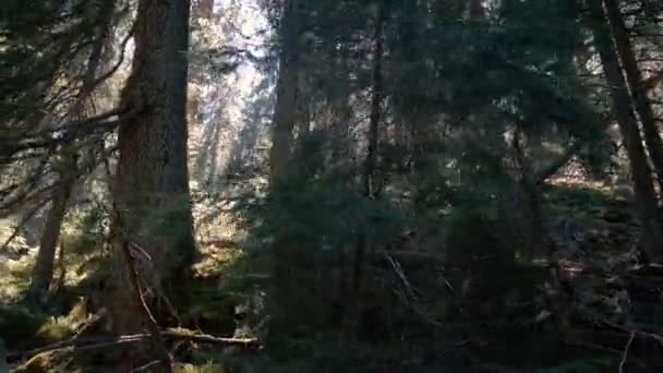 슬로-모에서가을에 있는 카 르 파티 안 산맥의 야생 스프루 스 숲 — 비디오
