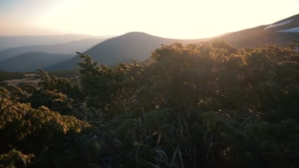 Arbres à feuilles basses sous les rafales de vent au coucher du soleil dans les Crpates — Video