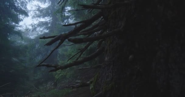 Thick pine trees and blue dots between them in the Carpathians in slo-mo — Stock Video