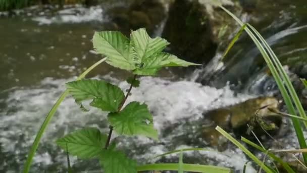 Plano verde em primeiro plano, em segundo plano - rio florestal em câmera lenta . — Vídeo de Stock