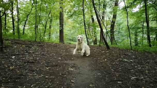 Hund i slow motion börjar röra sig i skogen. — Stockvideo