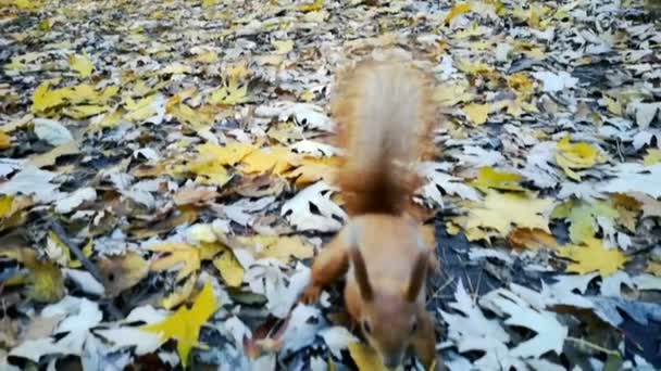 Rotes Eichhörnchen nimmt Frau Nuss aus der Hand - Pov-Ansicht in Zeitlupe. — Stockvideo