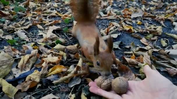 Red squirrel take nut from the hand of woman - pov view . — Stock Video