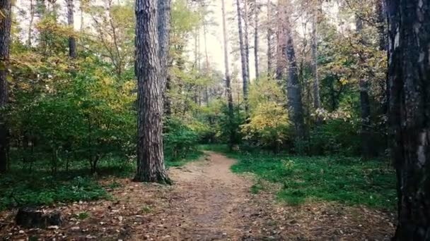 Imágenes de 4k Handheld - carretera forestal con luz solar . — Vídeos de Stock