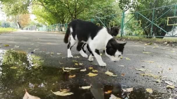 Dos gatos cerca de charco en la calle . — Vídeos de Stock