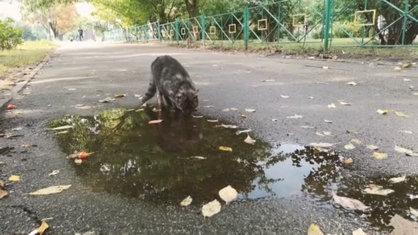 Graue Katze trinkt aus der Pfütze auf der Straße - 4k shot. — Stockvideo