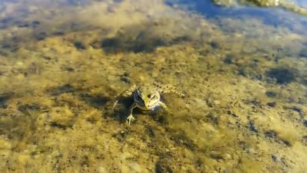 Крупный план лягушки, лежащей на поверхности воды . — стоковое видео