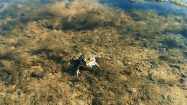 Primer plano de la rana que yace en la superficie del agua . — Vídeos de Stock