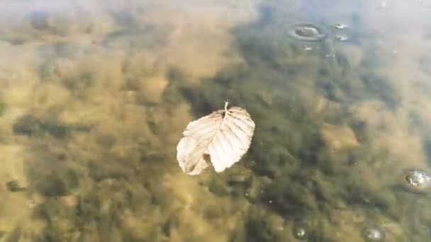 호수의 표면을 흔들며 노란 잎. — 비디오