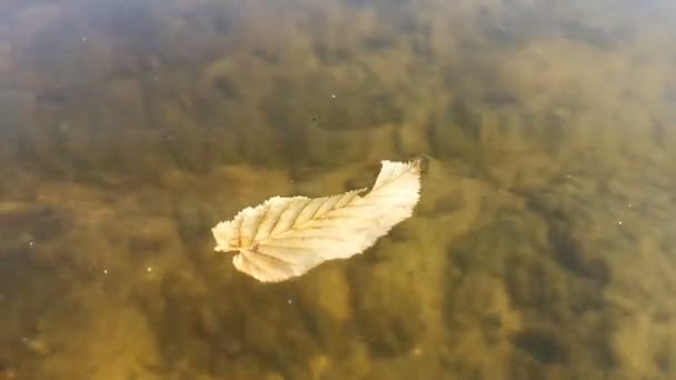 Geel blad zwaaiend op het oppervlak van het meer. — Stockvideo
