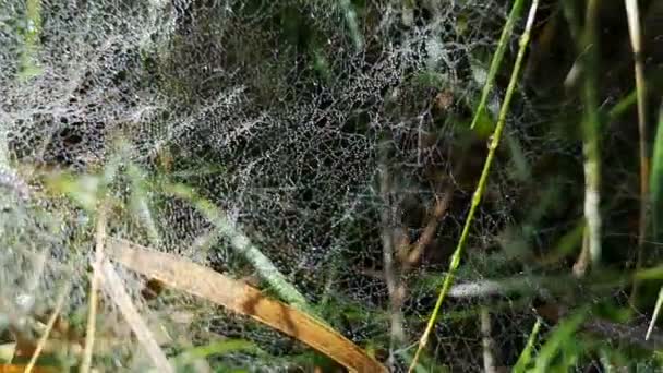 Das Spinnennetz im Wald mit vielen Tropfen. — Stockvideo