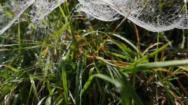 Spindel nätet i skogen med mycket droppar. — Stockvideo