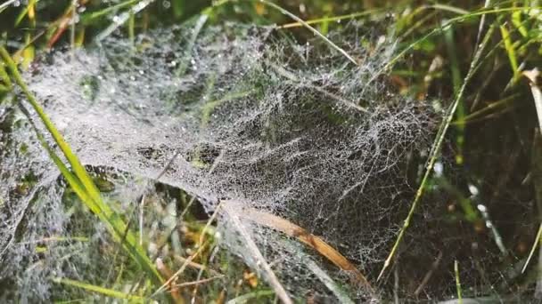 La red de araña en macro con un montón de gotas . — Vídeo de stock