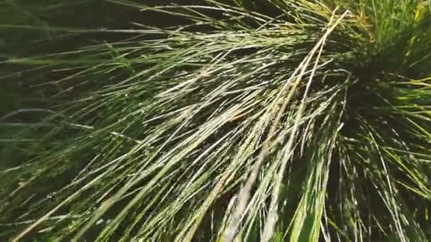 Зеленая трава после дождя с большим количеством капель . — стоковое видео