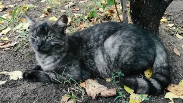 Graue Katze ruht auf dem Boden. — Stockvideo