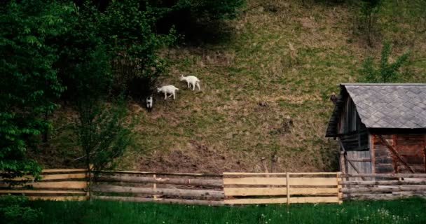 Small goatlings grazing grass in the Carpathian Mountains in autumn in slo-mo — Stock Video