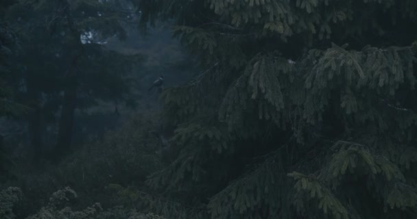 슬로 모 (여행지)에 있는 커다란 전나무 나무의 나뭇가지 위에 앉아있는 작은 새 — 비디오