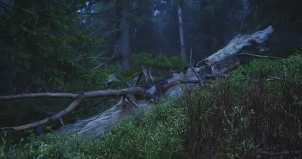 Slo-Mo bir orman çayır üzerinde büküm dalları ile düşmüş ağaç — Stok video