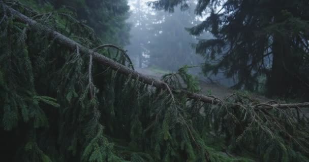 Bruten Gran träd topp benägen att marken i Karpaterna i slo-mo — Stockvideo