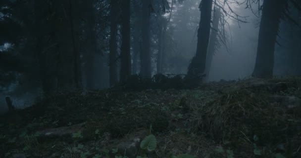 Gloomy spruce wood covered with snaky roots and high trees in the Carpathians — Stock Video