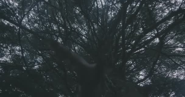 Holé stromy v hustém lese Karpat s pomalým pohybem — Stock video