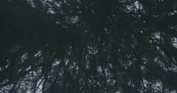 Junge Bäume ohne Blätter im dichten Wald der Karpaten in Slo-mo — Stockvideo