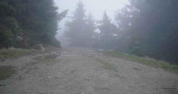 Landsväg med regniga bassänger och granar i Karpaterna i slo-mo — Stockvideo