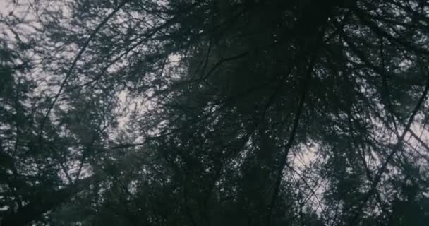 Dark fir branches shot by a rotating camera in the Carpathians in slo-mo — Stock Video