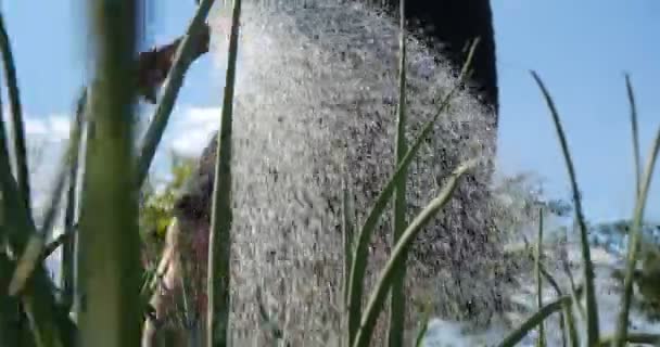 Stromen van douche op zoek naar water gieten door een vrouw op groene uien in de zomer — Stockvideo