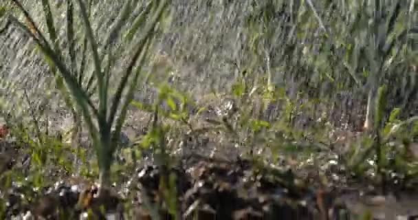 Parche de jardín con cebollas verdes y hierba está bajo el torrente de gotitas lluviosas — Vídeos de Stock