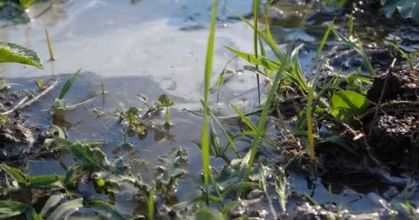 Размахивая листьями голубой травы, торчащей из черной земли, покрытой водой — стоковое видео