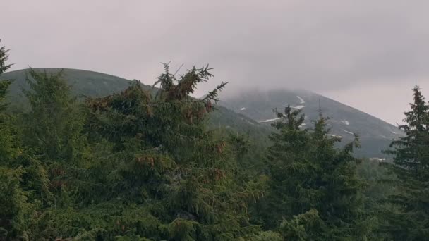 Lucfenyő erdő a Kárpátokban, szórványos eső alatt lassítva — Stock videók