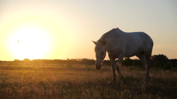 Égua branca pastando grama no campo sem limites ao pôr do sol no outono em slo-mo — Vídeo de Stock