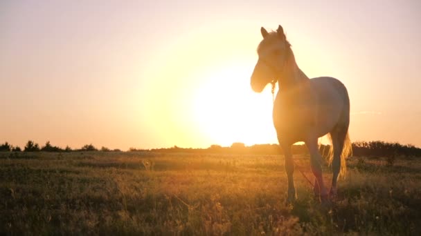 Égua branca com um freio em seu focinho em um campo ao pôr do sol no outono em slo-mo — Vídeo de Stock