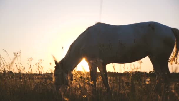 スローモーションで素晴らしい夕日で無限のフィールドで草を食べる Beuatiful 馬 — ストック動画