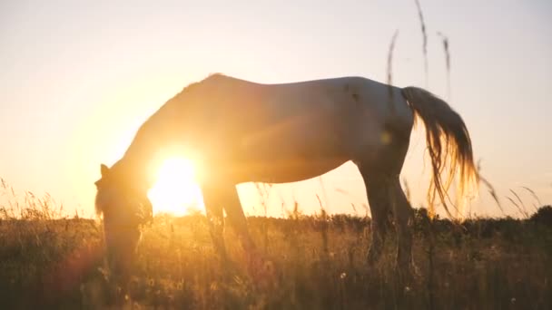 Impresionante caballo blanco con melena revoloteando pastoreo hierba al aire libre en slo-mo — Vídeo de stock