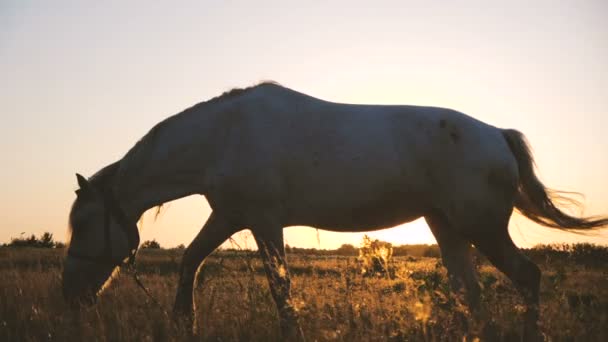 Cavallo bianco che va a cercare erba in un grande campo in autunno al rallentatore — Video Stock