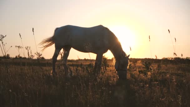 Slanke manen met wuivende staart grazen gras in winderig weer bij zonsondergang in slo-mo — Stockvideo