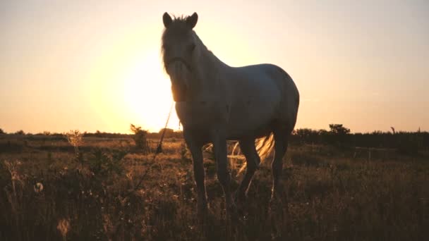 Noble horse with a fluttering tail looking forward at sparkling sunset in slo-mo — Stock Video