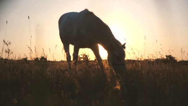 Caballo blanco pastando hierba verde oscuro en un gran campo en otoño en cámara lenta — Vídeo de stock