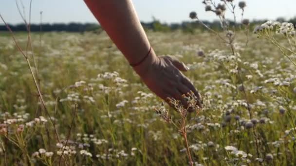 Güzel papatya alanı Slo-Mo güneşli bir günde bir kadın eli dokundu — Stok video