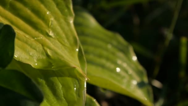 Wassertröpfchen, die an einem sonnigen Tag im Slo-mo auf großen grünen Blättern niederfließen — Stockvideo