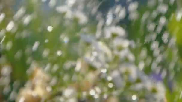 Soft focus roślin ogrodowych wylewa się z prysznica wody w lecie w SLO-mo — Wideo stockowe