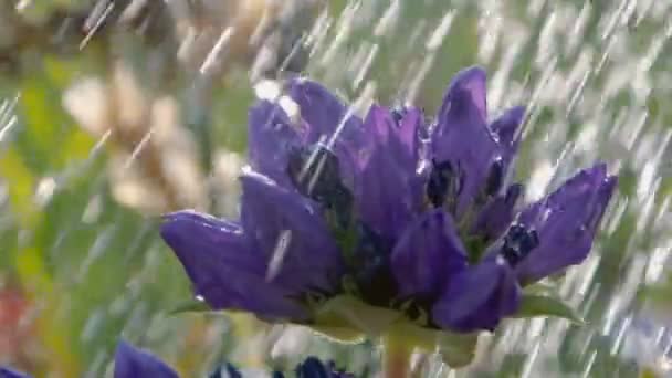 Malva flor bajo la ducha de agua en un campo de jardín en verano en slo-mo — Vídeo de stock