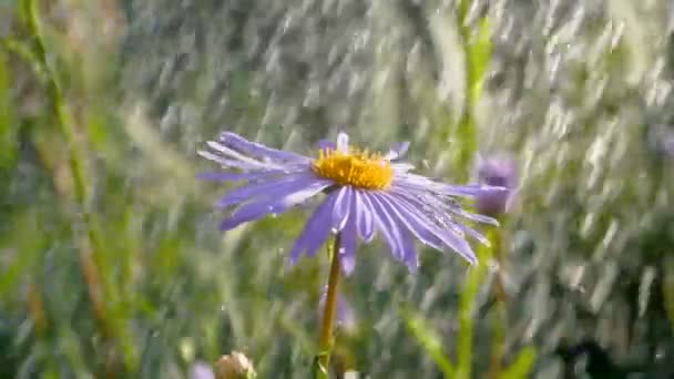 Briljante blauwe Daisy onder sprankelende douchen streams in een tuin in slo-mo — Stockvideo