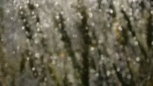 Picchi di grano maturo sotto i flussi di acqua splendente in estate in rallentatore — Video Stock