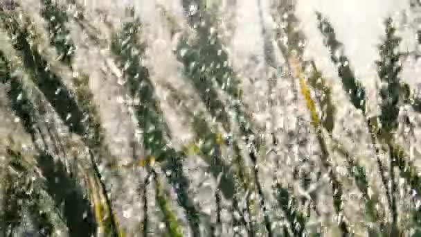 Великолепные шипы пшеницы трепещут под каплями дождя в сло-мо — стоковое видео