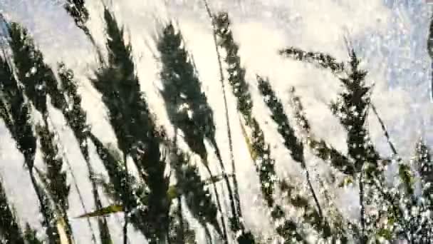 Inspiring ripe wheat spikes waving under showering streamlets in slow motion. — Stock Video