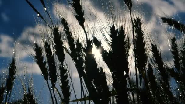 Grano grappoli sotto i corsi d'acqua della doccia la sera in rallentatore — Video Stock